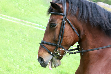 Obraz premium Portrait of beautiful show jumper horse in motion on racing track