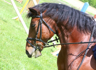 Portrait of beautiful show jumper horse in motion on racing track