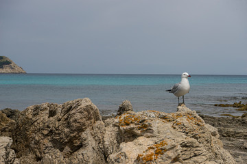 Fototapeta na wymiar Seagull by the mediterranean sea on the island of Mallorca, Spain. Turquoise sea water