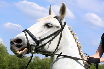 Portrait of beautiful show jumper horse in motion on racing track
