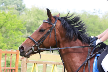 Portrait of beautiful show jumper horse in motion on racing track