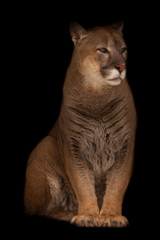 Fototapeta na wymiar Beautifulcougar (cougar) gracefully sits. Isolated on black background.