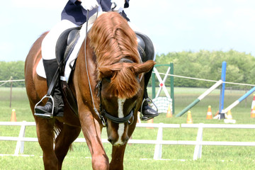 Portrait of beautiful show jumper horse in motion on racing track