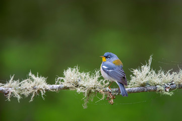A Northern Parula perched on a branch covered in lichen with a smooth green background.