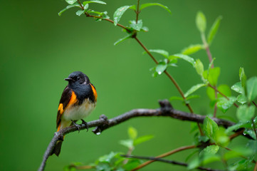 A black and orange American Redstart perched on a wet branch in the rain with a smooth green background and wet leaves.