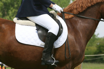 Portrait of beautiful show jumper horse in motion on racing track