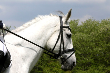 Portrait of beautiful show jumper horse in motion on racing track