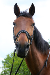 Obraz premium Portrait of beautiful show jumper horse in motion on racing track