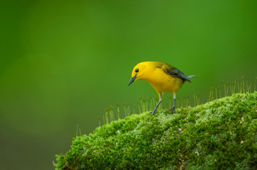 A vibrant yellow Prothonotary Warbler stands on a thick mossy perch with a smooth green background while giving a funny pose.