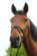 Fototapeten Portrait of beautiful show jumper horse in motion on racing track © acceptfoto