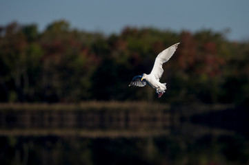 A bright white Herring Gull flies in front of a dark background as the sun shines on it.
