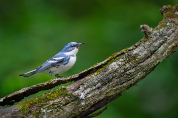 A bright blue and white Cerulean Warbler perched on a textured log in soft overcast light with a...