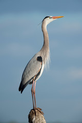 A large Great Blue Heron perched on a stump and standing tall with a blue sky background.