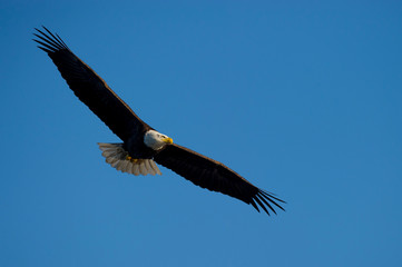 An adult Bald Eagle glides in the morning sun with a vivid blue sky behind it.