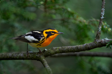 A bright orange and black Blackburnian Warbler perched on a Hemlock tree branch with a bright green background.