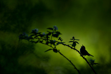 A Chestnut-sided Warbler sings out loud while perched on a thorny branch silhouetted against a bright green background.