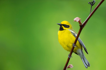 Fototapeta premium A close up portrait of a Hybrid Lawrence Warbler perched on a vine with a smooth bright green background.