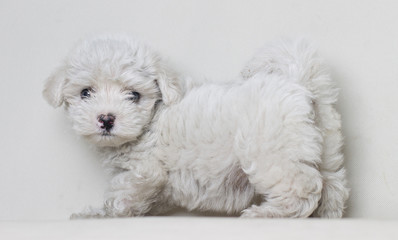 Portrait of full body maltese dog  puppy isolated on white background