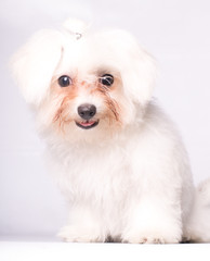 Photo of a dog full body smiling maltese dog