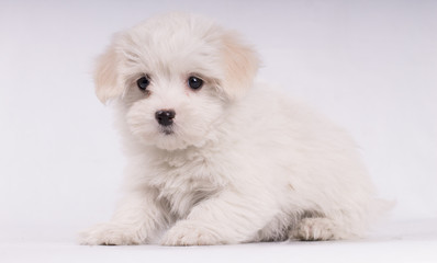 Puppy of maltese dog small and white isolated