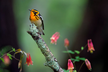 A male Blackburnian Warbler with its vibrant orange and black colors perched on a stick with wild...