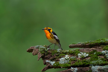 A bright orange Blackburnian Warbler perched on a mossy and lichen covered textured log with a smooth green background in soft light.