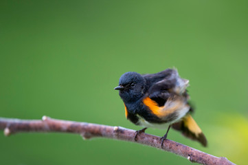 A black and orange male American Redstart shakes out its feathers while keeping its head steady with a smooth green background.