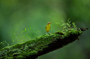 A Kentucky Warbler stands on a moss covered log with bright green plants growing all around it with a smooth green background. - Powered by Adobe