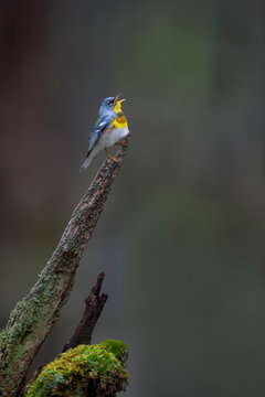 A Northern Parula sings out loud while perched on a textured stump with moss in a swamp with a smooth gray background.