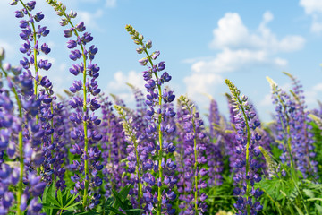 Lupine field with purple and blue flowers. Bunch of lupines summer flower background. Lupinus.