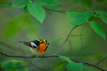 A bright orange and black Blackburnian Warbler gives a curious look as it perches in the bright green leaves.