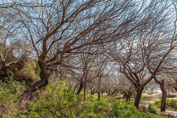 Wonderful spring in Israel