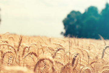 Wheat field with blue sky and trees