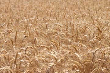 Wheat field blowing in the wind