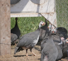 Obraz premium grey Guinea fowl in a bird's yard on a Sunny summer day
