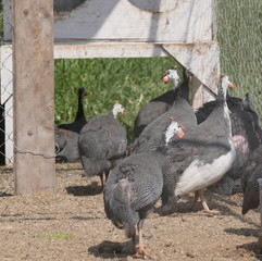 grey Guinea fowl in a bird's yard on a Sunny summer day