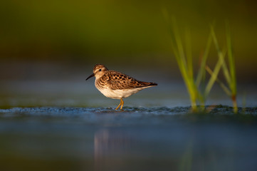 A tiny Least Sandpiper stands in shallow water with bright green marsh grasses in the golden morning sunlight.