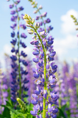 Lupine field with purple and blue flowers. Bunch of lupines summer flower background. Lupinus.