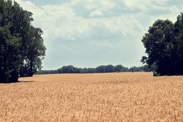 Wheat field landscape with blue sky and trees