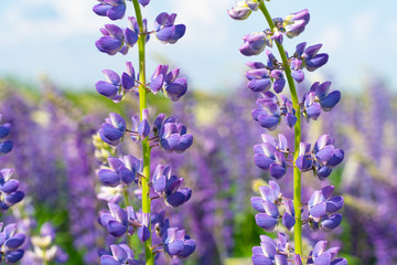 purple flowers on a background