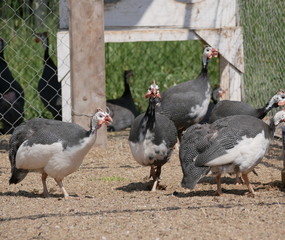 grey Guinea fowl in a bird's yard on a Sunny summer day