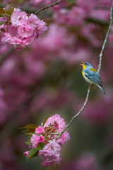 A colorful Northern Parula perched on a branch full of bright pink cherry blossoms with a colorful pink background.