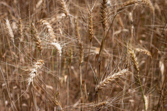 Wheat field grain close up