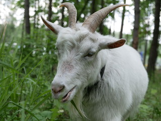 a young white goat walks in a clearing in the forest and eats juicy green grass. long, sharp horns. Sunny summer  day outside the city.