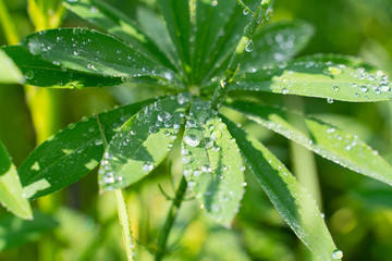 green lupine leaves with water drops. beautiful natural background