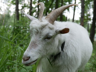 a young white goat walks in a clearing in the forest and eats juicy green grass. long, sharp horns. Sunny summer  day outside the city.