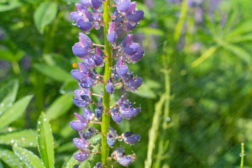 beautiful blue blooming lupine with drops of water or rain