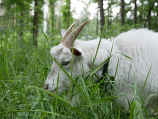 Obraz premium a young white goat walks in a clearing in the forest and eats juicy green grass. long, sharp horns. Sunny summer day outside the city.