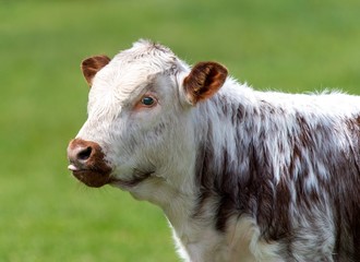 Close up photo of Longhorn Cattle in the UK