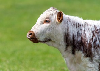 Close up photo of Longhorn Cattle in the UK